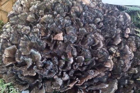 干巴菌怎么洗干凈 小心里面隱藏的泥沙 干巴菌怎么洗干凈 小心里面隱藏的泥沙