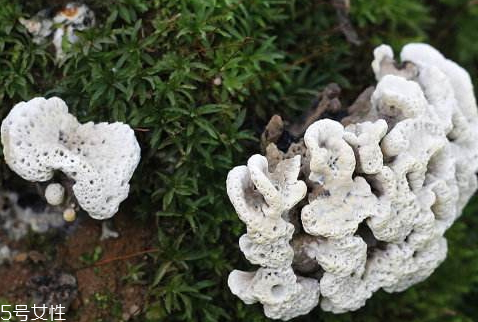 干巴菌可以人工種植嗎 至今仍未實(shí)現(xiàn) 干巴菌可以人工種植嗎 至今仍未實(shí)現(xiàn)