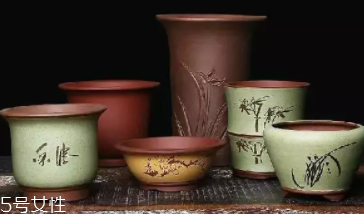 什么花不能放臥室養(yǎng)？含羞草誤食會脫發(fā)