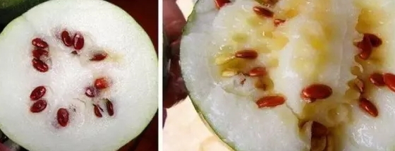 紅瓜子是什么瓜的子？瓜子比瓜還要珍貴