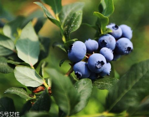 買(mǎi)的畸形水果能吃嗎？最好以貌取人