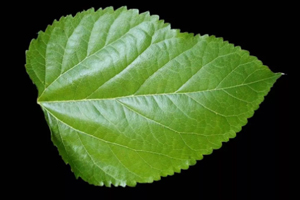 桑葉茶哪些人不能喝？過(guò)多飲用傷脾胃?jìng)I