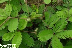 什么花不能放臥室養(yǎng)？含羞草誤食會脫發(fā)