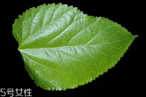 桑葉茶哪些人不能喝？過多飲用傷脾胃傷腎