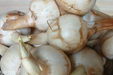 慈菇不能和什么一起吃 慈姑的好處你知道多少 慈菇不能和什么一起吃 慈姑的好處你知道多少