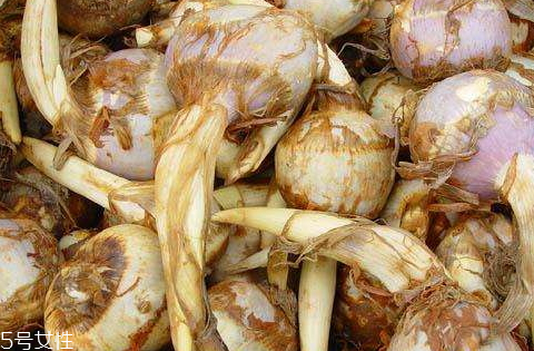 慈菇不能和什么一起吃 慈姑的好處你知道多少 慈菇不能和什么一起吃 慈姑的好處你知道多少