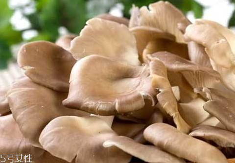 平菇是熱性還是涼性 平菇性溫味甘 平菇是熱性還是涼性 平菇性溫味甘