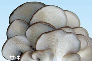 平菇是熱性還是涼性 平菇性溫味甘 平菇是熱性還是涼性 平菇性溫味甘