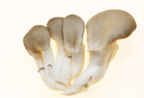 平菇發(fā)霉了還能吃嗎 建議不要食用 平菇發(fā)霉了還能吃嗎 建議不要食用