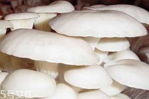 平菇發(fā)霉了還能吃嗎 建議不要食用 平菇發(fā)霉了還能吃嗎 建議不要食用