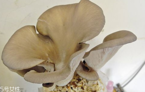 平菇發(fā)黑還能吃嗎 平菇食譜大全 平菇發(fā)黑還能吃嗎 平菇食譜大全