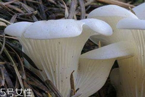 平菇發(fā)黑還能吃嗎 平菇食譜大全 平菇發(fā)黑還能吃嗎 平菇食譜大全