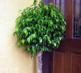 養(yǎng)花有哪些益處？節(jié)約藥費不止一點點