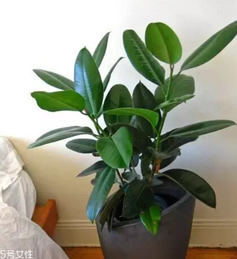 養(yǎng)花有哪些益處？節(jié)約藥費不止一點點