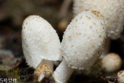 2018年雞腿菇多少錢(qián)一斤 十元左右