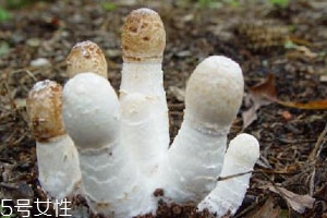 2018年雞腿菇多少錢(qián)一斤 十元左右 2018年雞腿菇多少錢(qián)一斤 十元左右