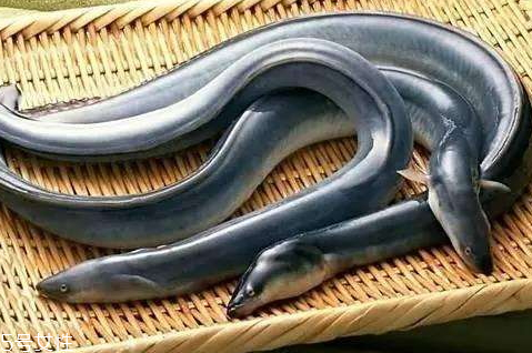 鰻魚可以放冰箱冷藏嗎 冰箱保存鰻魚小技巧 鰻魚可以放冰箱冷藏嗎 冰箱保存鰻魚小技巧