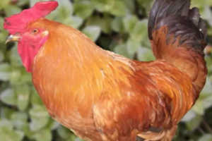 雞內(nèi)金有哪些功效？消除結石的一把好手