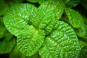 養(yǎng)花有哪些益處？節(jié)約藥費不止一點點