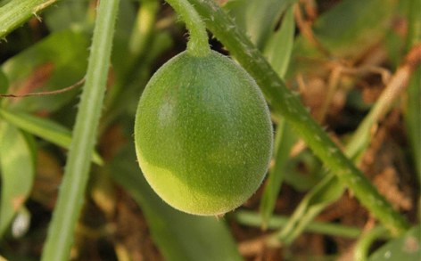 馬泡瓜怎么吃？曬干泡水喝