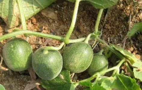 馬泡瓜的功效與作用有哪些？馬泡瓜能抗腫瘤