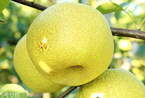 碭山酥梨怎么吃 多吃冰糖燉酥梨 碭山酥梨怎么吃 多吃冰糖燉酥梨