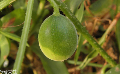 馬泡瓜怎么吃？曬干泡水喝