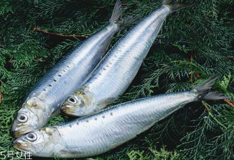 沙丁魚多少錢一斤 新鮮沙丁魚的挑選 沙丁魚多少錢一斤 新鮮沙丁魚的挑選