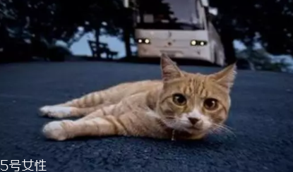 開車前為什么要拍拍車蓋？預(yù)防傷害流浪小動物