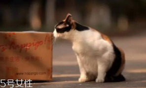 開車前為什么要拍拍車蓋？預(yù)防傷害流浪小動物