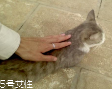 開車前為什么要拍拍車蓋？預(yù)防傷害流浪小動物