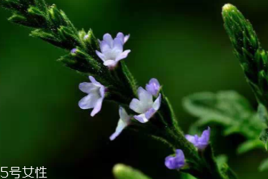 草藥就是中藥嗎？一個是前世一個是今生