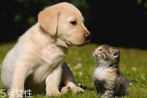 開車前為什么要拍拍車蓋？預(yù)防傷害流浪小動物