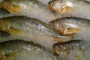 黃花魚(yú)是淡水魚(yú)還是咸水魚(yú) 海洋中長(zhǎng)大的一種魚(yú) 黃花魚(yú)是淡水魚(yú)還是咸水魚(yú) 海洋中長(zhǎng)大的一種魚(yú)