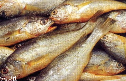 大黃魚為什么那么貴 物依稀為貴 大黃魚為什么那么貴 物依稀為貴