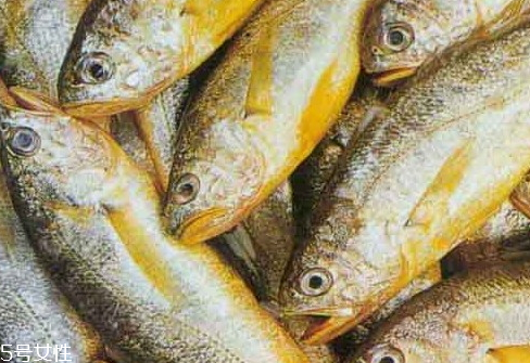 大黃魚為什么那么貴 物依稀為貴 大黃魚為什么那么貴 物依稀為貴