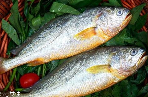小黃魚什么季節(jié)吃最好 六月吃最佳 小黃魚什么季節(jié)吃最好 六月吃最佳