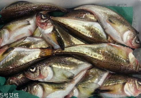 雷魚是海魚還是河魚 淡水魚的一種 雷魚是海魚還是河魚 淡水魚的一種