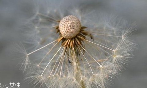 蒲公英泡茶可以放糖嗎？不要只看重味道