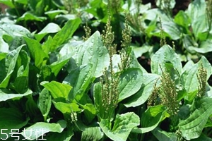 車前草能治療痛風(fēng)嗎？它是對(duì)付痛風(fēng)的寶