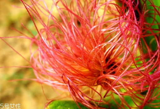 玉米須煮水孕婦可以喝嗎？原來好處這么多