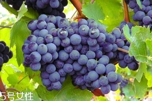 葡萄籽補劑要不要買？不如早睡早起