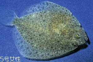 多寶魚可以冷凍嗎 冷凍保存時間更長 多寶魚可以冷凍嗎 冷凍保存時間更長