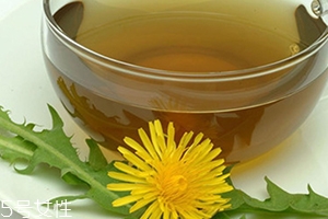 蒲公英用開水泡嗎？煮一煮效果會更好