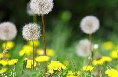 蒲公英用開水泡嗎？煮一煮效果會更好