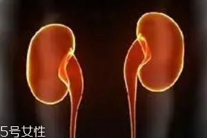 腎為什么容易長結石？尿液聚集成了結石