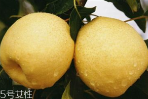 梨子是熱性還是涼性水果？腸胃不好不能吃梨