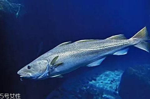 鱈魚是海水還是淡水魚 屬于深海魚 鱈魚是海水還是淡水魚 屬于深海魚