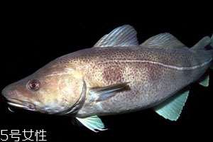 2018鱈魚(yú)多少錢(qián)一斤 鱈魚(yú)最新價(jià)格行情 2018鱈魚(yú)多少錢(qián)一斤 鱈魚(yú)最新價(jià)格行情