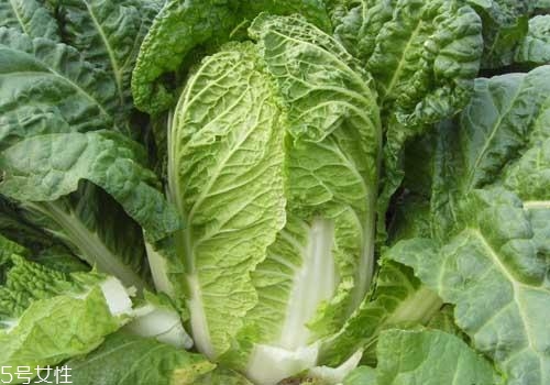 凍了的白菜能吃嗎？北方人的美食